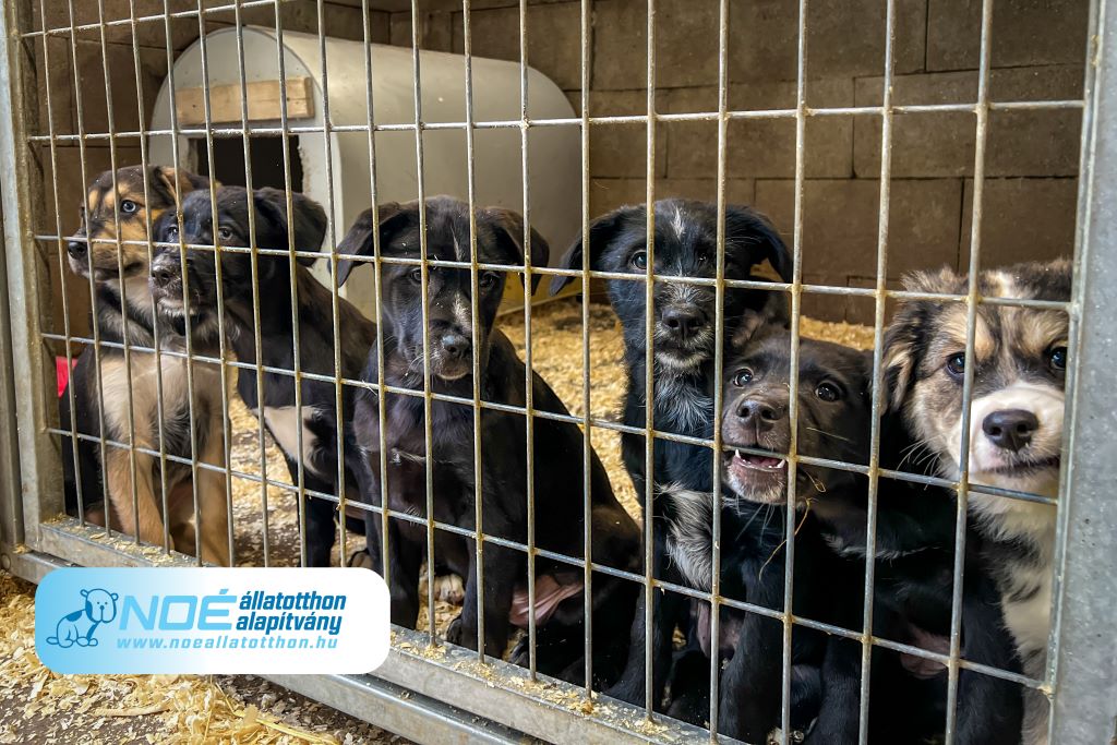 Noé Állatotthon Alapítvány 2025